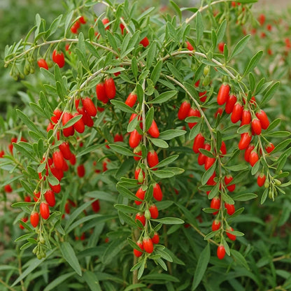 Goji Berry Plant | 9cm Pot