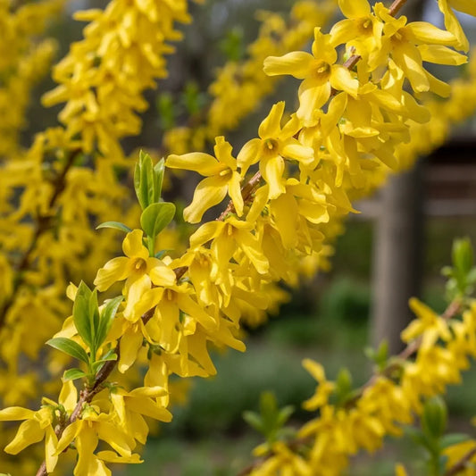 30-45cm Forsythia int.Spectabilis Golden Bells  Bare Root Plant