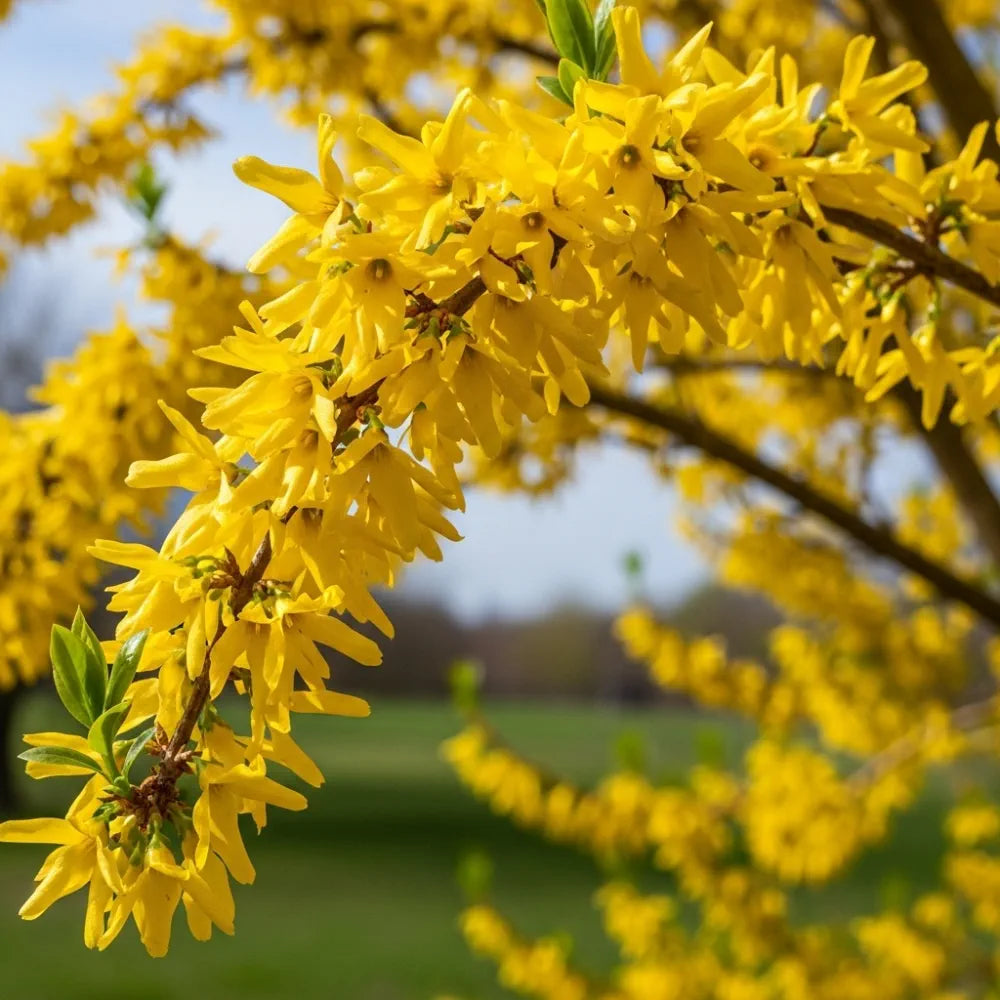 30-45cm Forsythia int.Spectabilis Golden Bells  Bare Root Plant