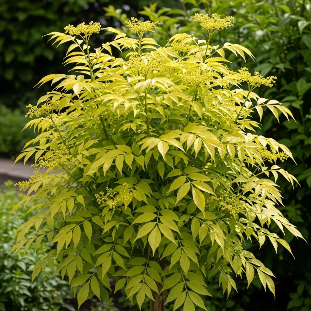 50-80cm Golden Elder Hedging | Sambucus nigra Aurea | Bare Root