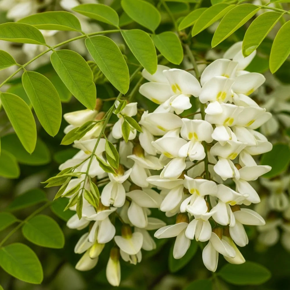 5ft Golden False Acacia | Robinia pseudoacacia 'Frisia' | 2 Years Old | 9L Pot