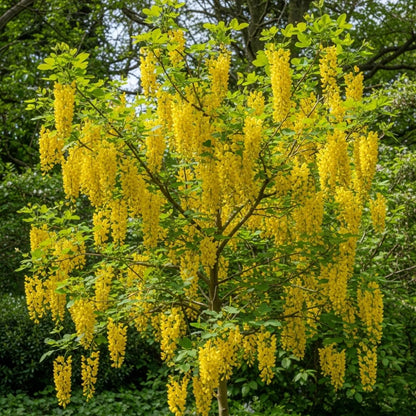 2ft Golden Rain Tree | Laburnum watereri 'Vossii' | 2 Years Old | Bare Root