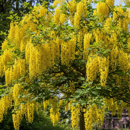 2ft Golden Rain Tree | Laburnum watereri 'Vossii'  | 3L Pot