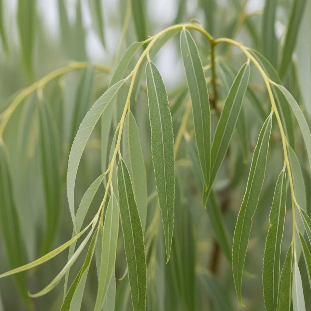 80-100cm Golden Weeping Willow Hedging | Salix chrysocoma | Bare Root