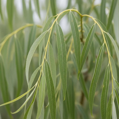 80-100cm Golden Weeping Willow Hedging | Salix chrysocoma | Bare Root
