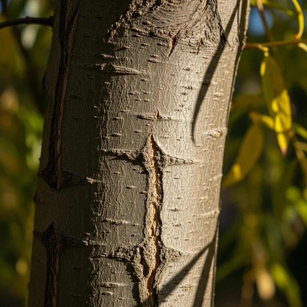 5ft Golden Weeping Willow Tree | Salix Chrysocoma | Bare Root | 2 Years Old