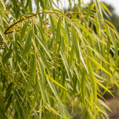 4ft Golden Weeping Willow Tree | Salix Chrysocoma | 3L Pot