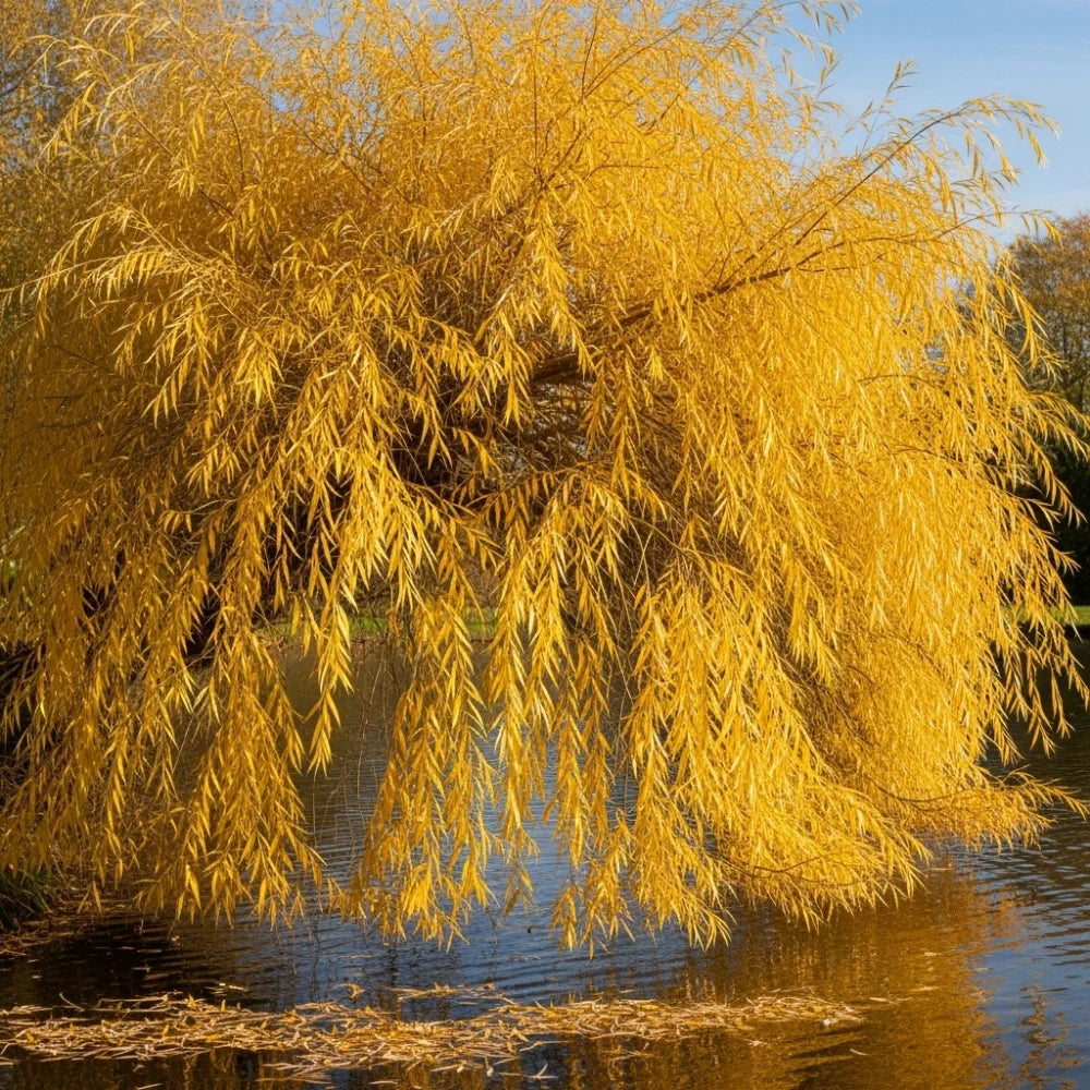 4ft Golden Weeping Willow Tree | Salix Chrysocoma | 3L Pot