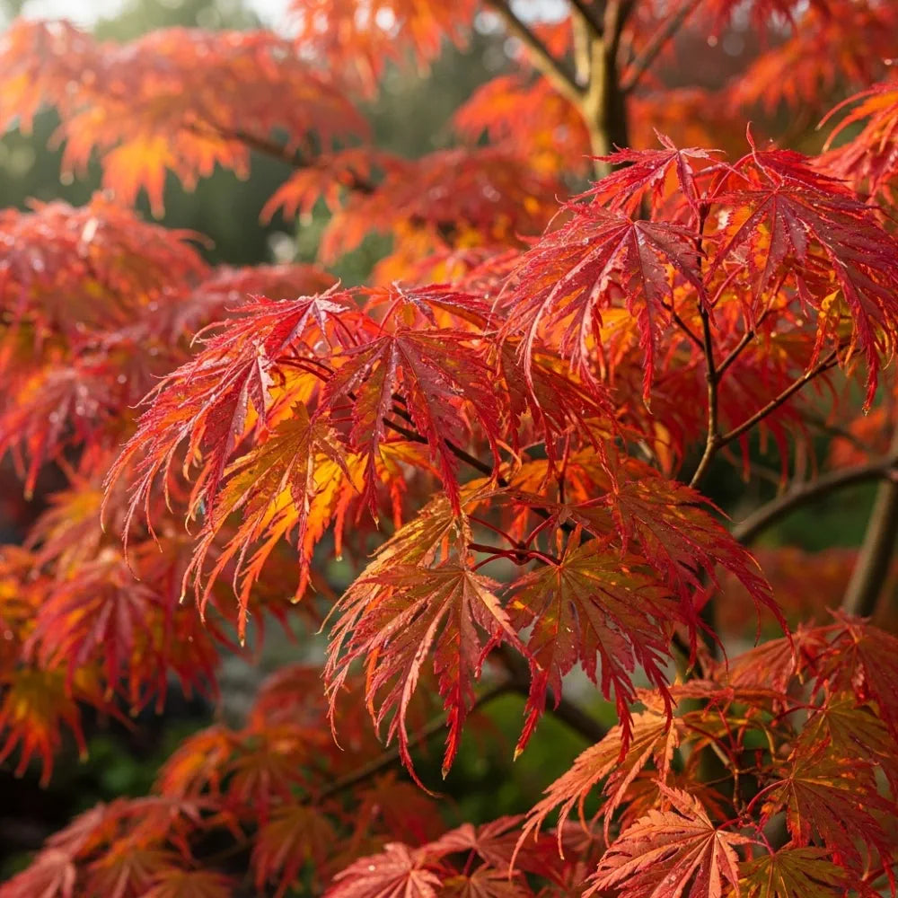 4ft Green Weeping Japanese Maple Tree | Acer palmatum 'Dissectum' | 7.5L Pot