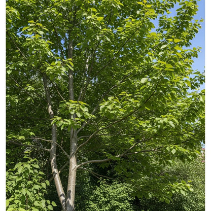 60-90cm Grey Alder Hedging | Alnus incana | Bare Root