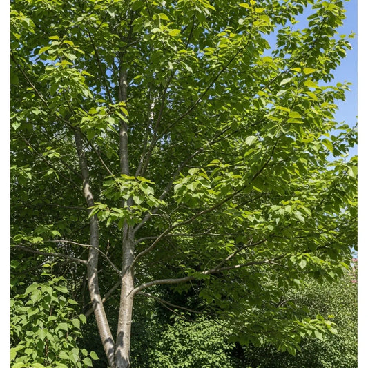 60-90cm Grey Alder Hedging | Alnus incana | Bare Root