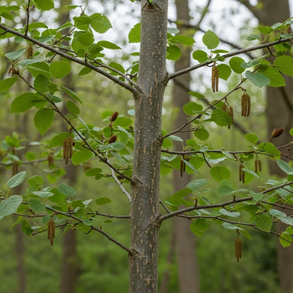5ft Grey Alder Tree | Alnus incana | 9L Pot | 2 Years Old