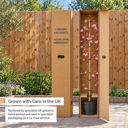 Weeping cherry tree delivered in its box, grown with care in the UK