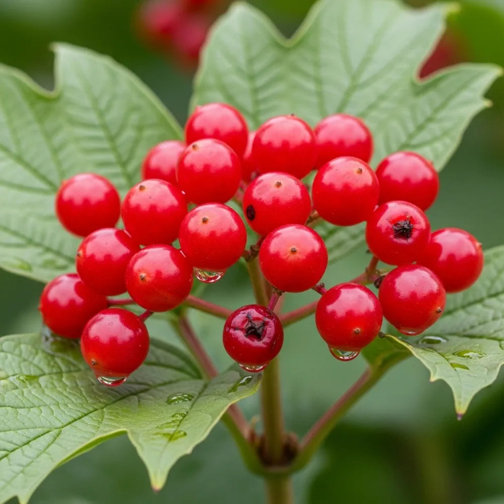 60-90cm Guelder Rose Hedging | Viburnum opulus | Bare Root