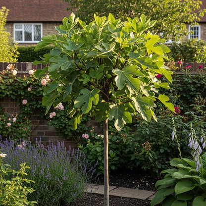 UK Hardy 'Brown Turkey' Fig Tree | 2ft Mini-Standard | 3L Pot