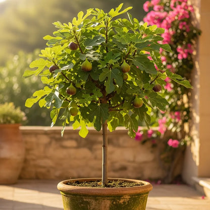 7ft 'Brown Turkey' Half-Standard Fig Tree | 15L Pot