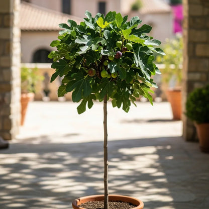 7ft 'Brown Turkey' Half-Standard Fig Tree | 15L Pot