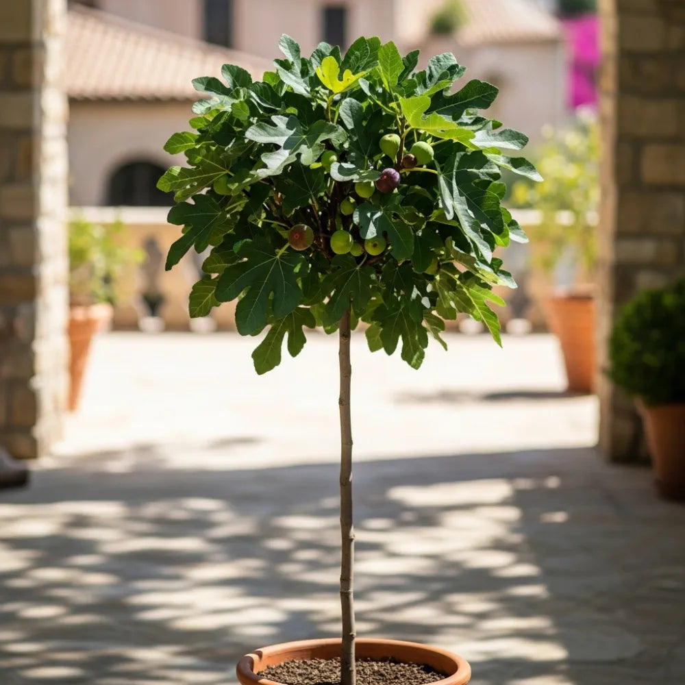 UK Hardy 'Brown Turkey' Fig Tree | 2ft Mini-Standard | 3L Pot