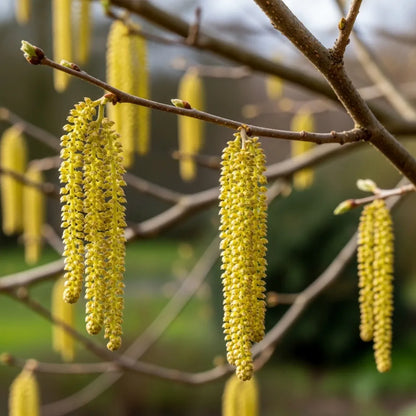 3ft 'Hall'sche Reissenuss' / 'Merveille de Bollwyller' Hazelnut Tree | 3L Pot