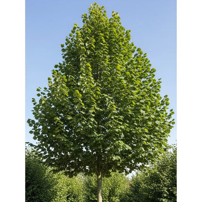 3ft 'Hall'sche Reissenuss' / 'Merveille de Bollwyller' Hazelnut Tree | Bare Root