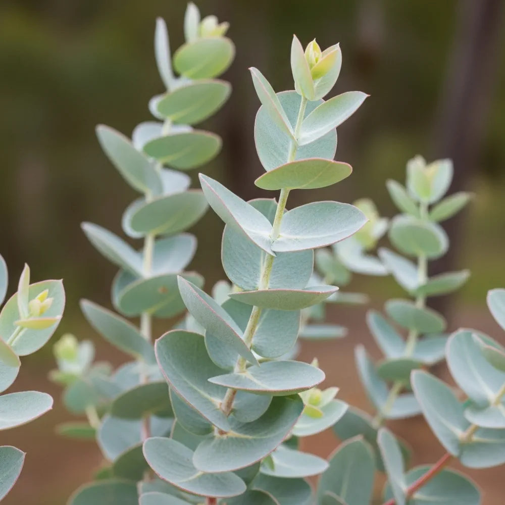 3ft Eucalyptus Gunnii Tree | 3L Pot