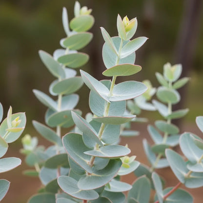 3ft Eucalyptus Gunnii Tree | 3L Pot