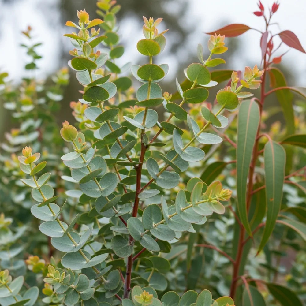 3ft Eucalyptus Gunnii Tree | 3L Pot