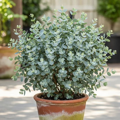 6ft Mature Hardy Eucalyptus Tree | Eucalyptus gunnii | 15L Pot