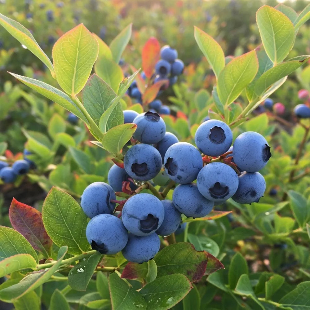 30cm 'Herbert Blueberry Bush | 2L Pot