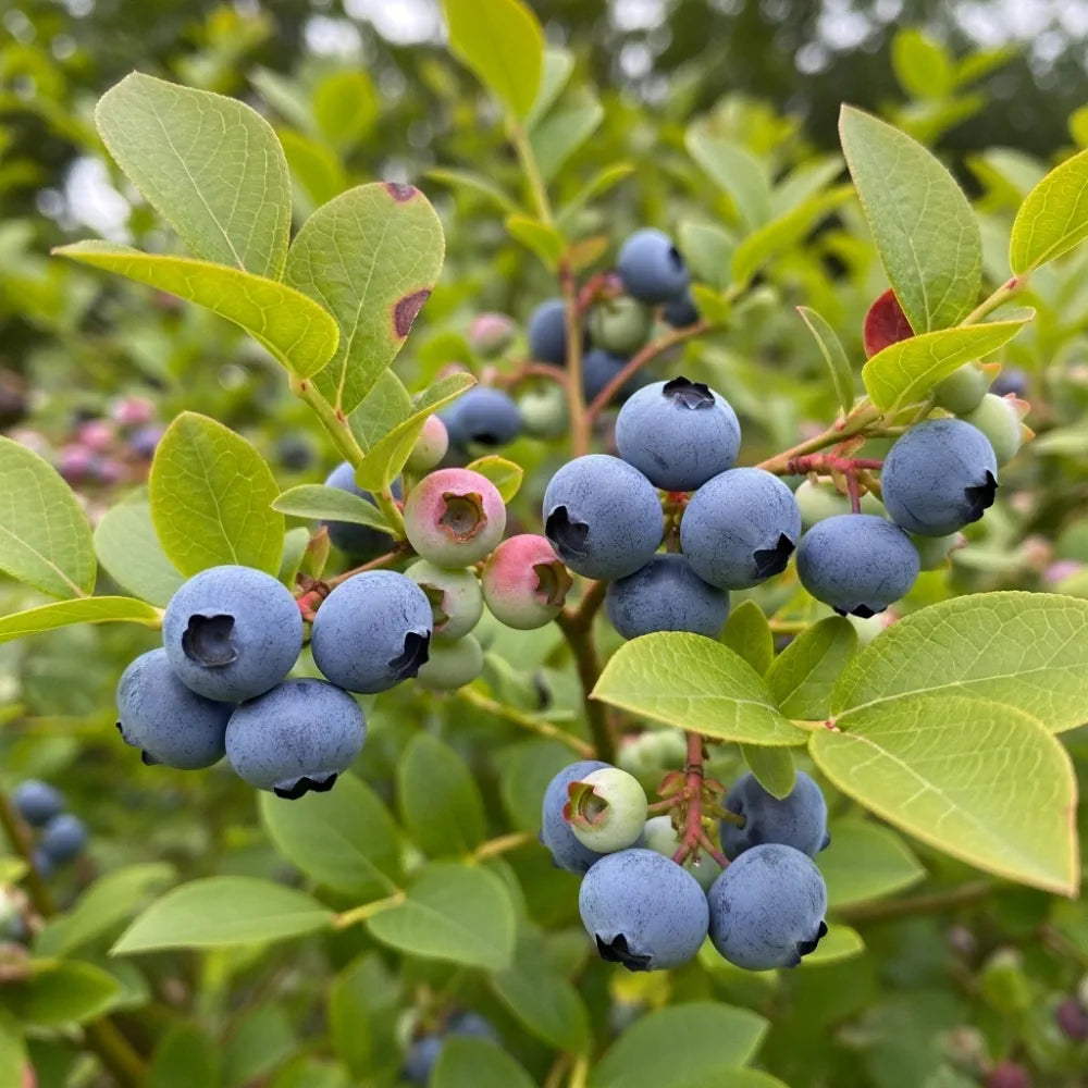 30cm 'Herbert Blueberry Bush | 2L Pot