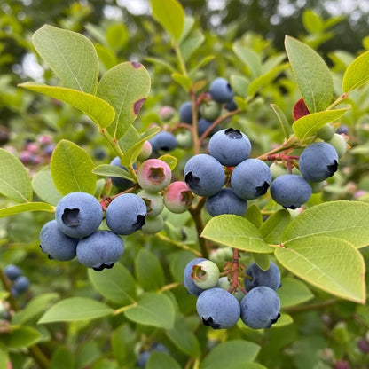 30cm 'Herbert Blueberry Bush | 2L Pot