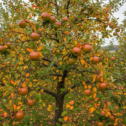 5ft 'Herefordshire Russet' Apple Tree | 9L Pot | 2 Years Old