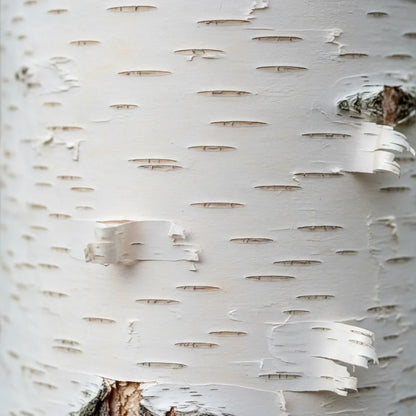 11ft Mature Himalayan Birch Tree | Multi-Stem Rootballed Tree | Betula Utilis Jacquemontii