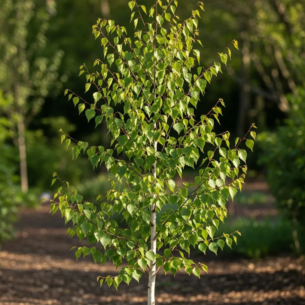 5ft Himalayan Birch Tree | Betula Utilis 'Jacquemontii' | 9L Pot | 2 Years Old