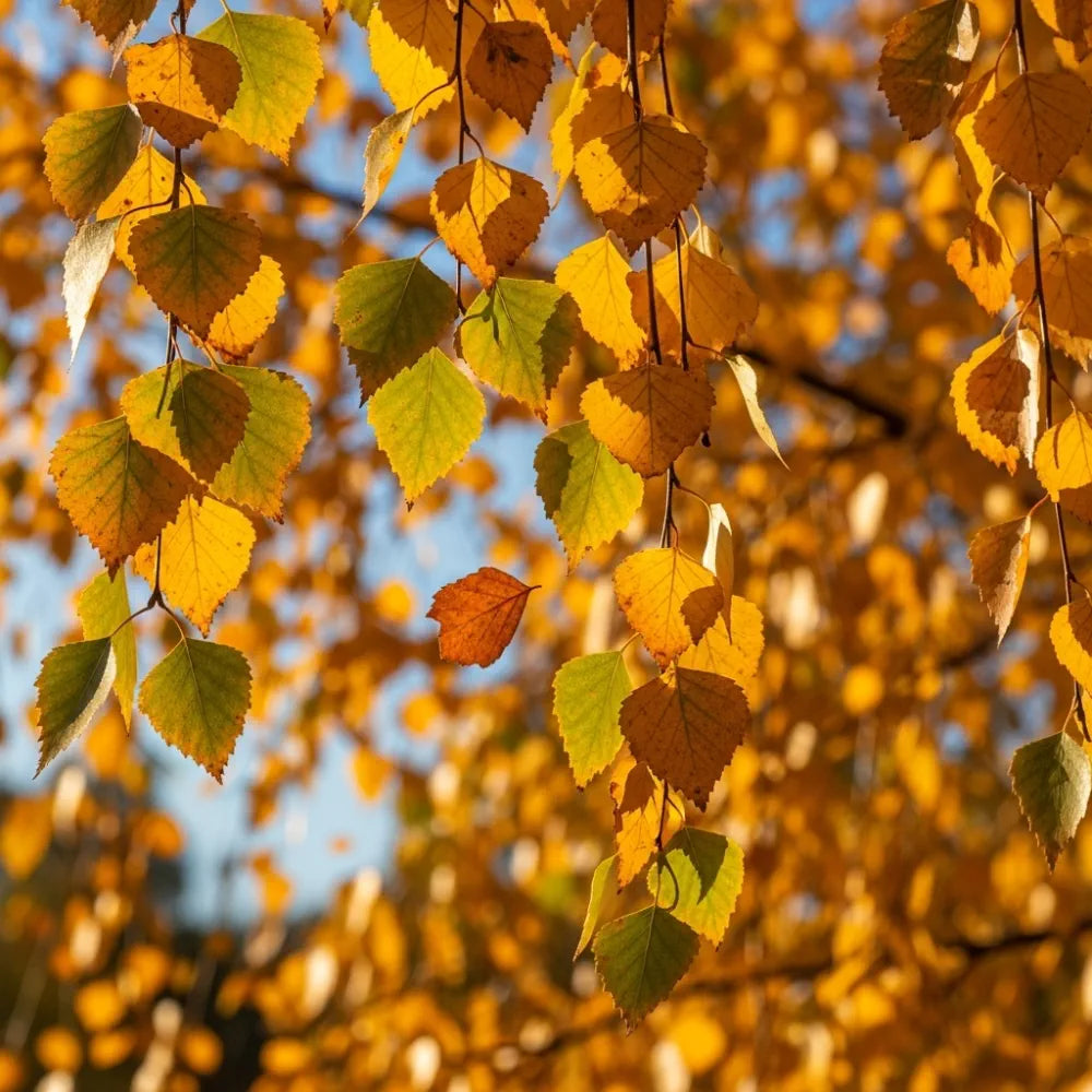 Multi-Stem Himalayan Birch Tree | Betula Utilis Jacquemontii | 3L Pot | 2 Years Old
