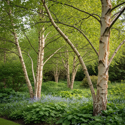 Multi-Stem Himalayan Birch Tree | Betula Utilis Jacquemontii | 3L Pot | 2 Years Old