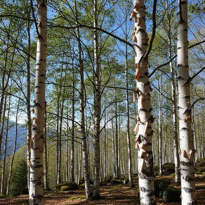 9ft Premium Himalayan Birch Tree | Mature Multi-Stem Bare Root | Betula Utilis Jacquemontii