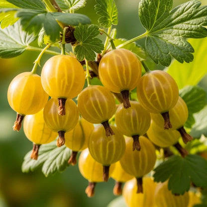 Gooseberry 'Hinnonmaki Yellow' Bush | 40-60cm Bare Root Plant