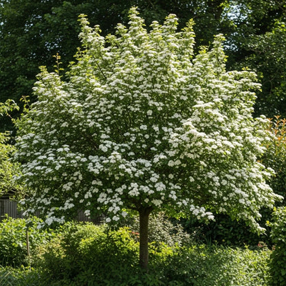 5ft Hybrid Cockspur Thorn | Crataegus x lavallei 'Carrierei' | 2 Years Old | 9L Pot