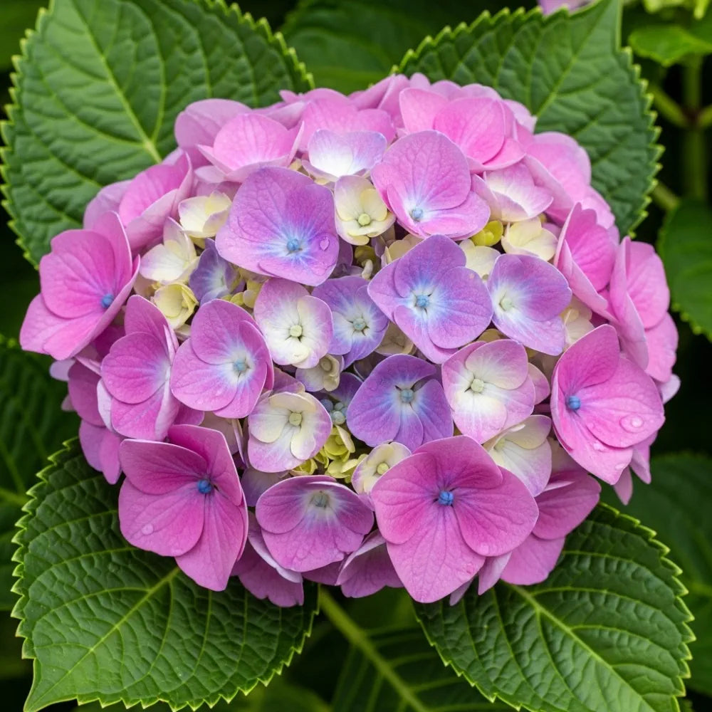 2.5ft Hydrangea macrophylla 'Bouquet Rose' | 3L Pot