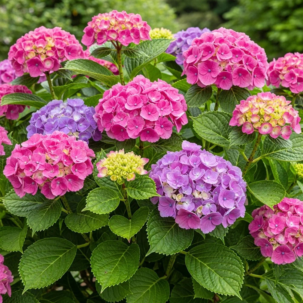 2.5ft Hydrangea macrophylla 'Bouquet Rose' | 3L Pot