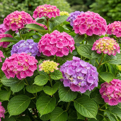 1ft Hydrangea macrophylla 'Bouquet Rose' | 7.5L Pot