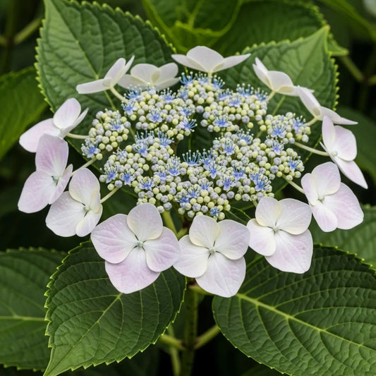 2.5ft Hydrangea macrophylla 'Libelle' | 3L Pot