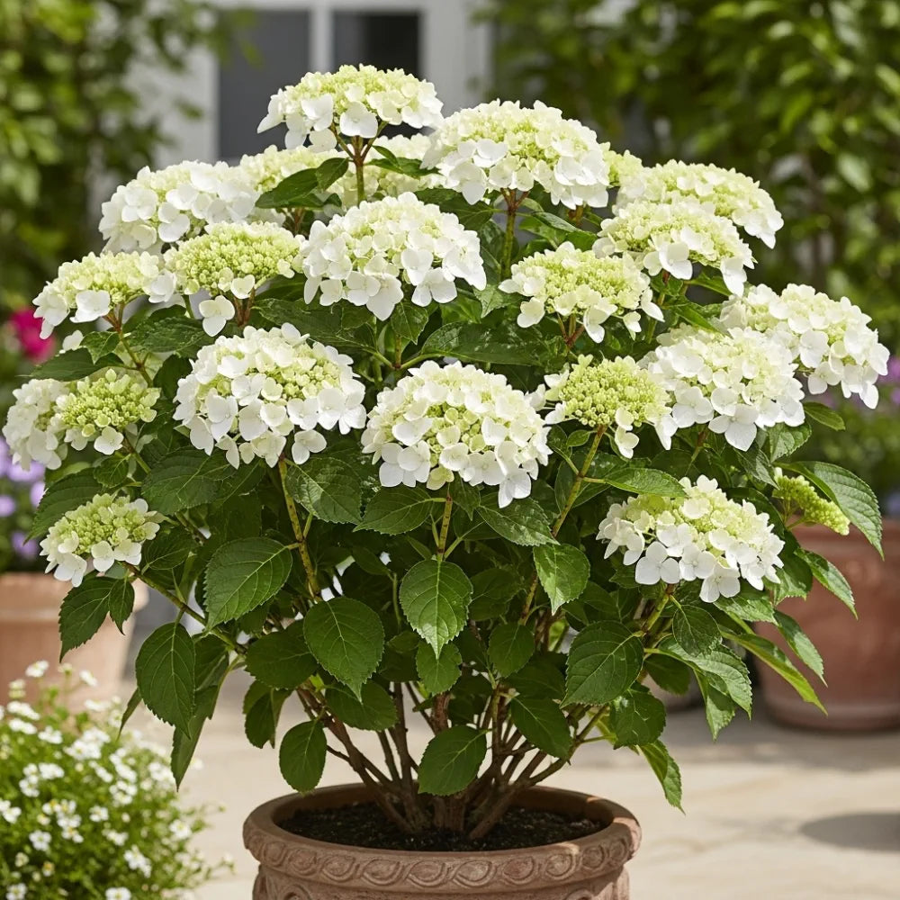 1ft Hydrangea macrophylla 'Little White' | 7.5L Pot