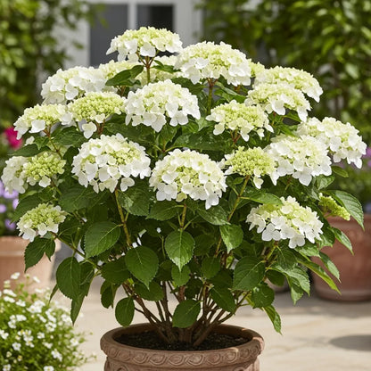 1ft Hydrangea macrophylla 'Little White' | 7.5L Pot