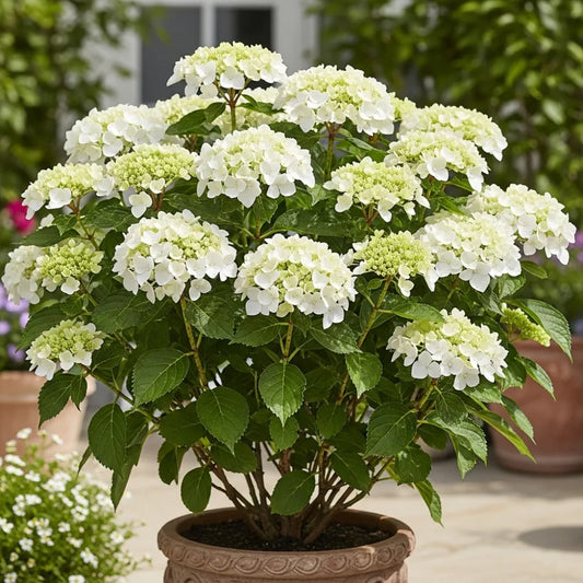 1ft Hydrangea macrophylla 'Little White' | 7.5L Pot