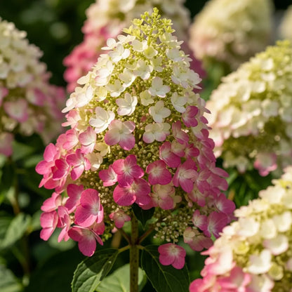 2.5ft Hydrangea paniculata 'Candlelight' | 7.5L Pot
