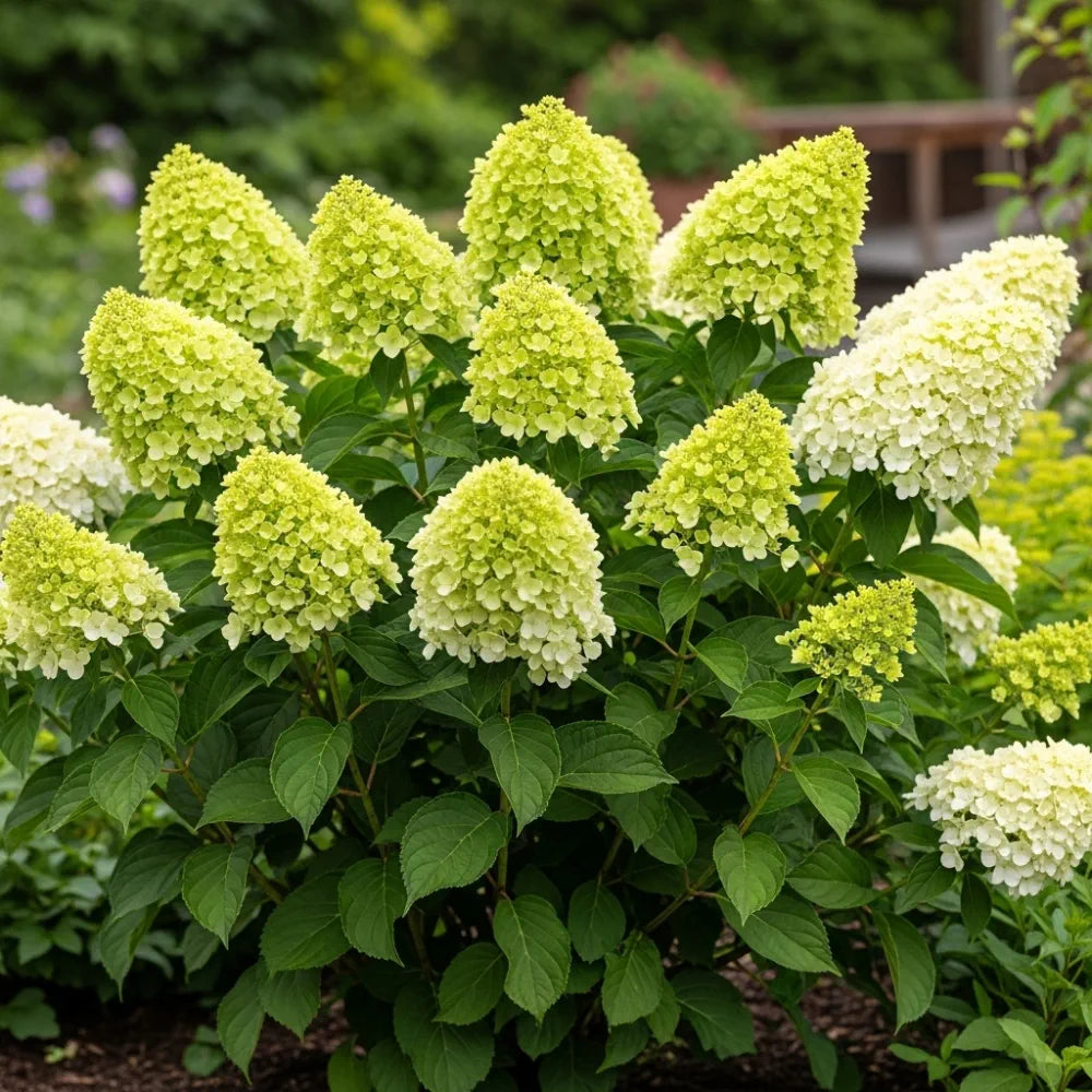 3ft Hydrangea paniculata 'Limelight' | 7.5L Pot