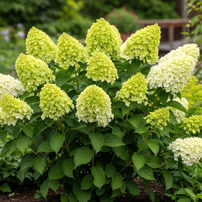 3ft Hydrangea paniculata 'Limelight' | 7.5L Pot