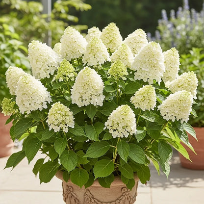 1ft Hydrangea paniculata 'Little Spooky' | 3L Pot